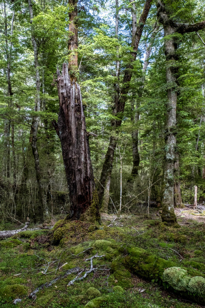 Abgebrochene Baum