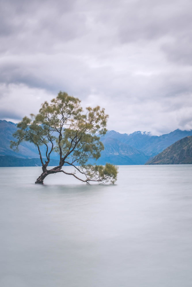 That Wanaka Tree