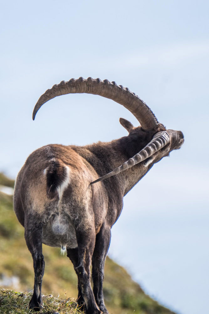 Steinbock kratzt sich mit Hörnern