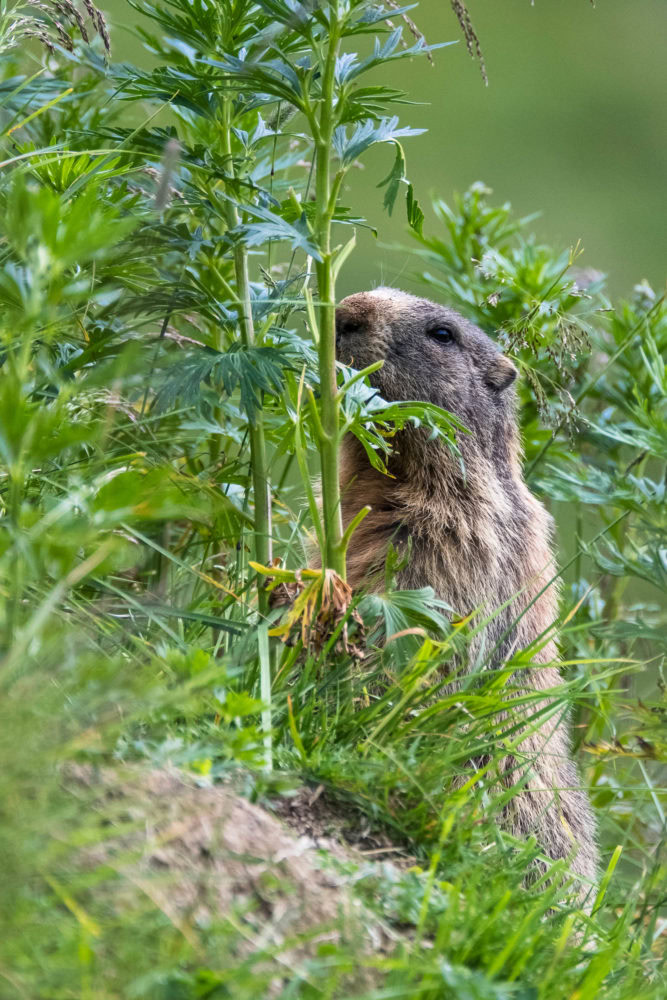 Murmeltier hinter einer Pflanze vor seinem Bau