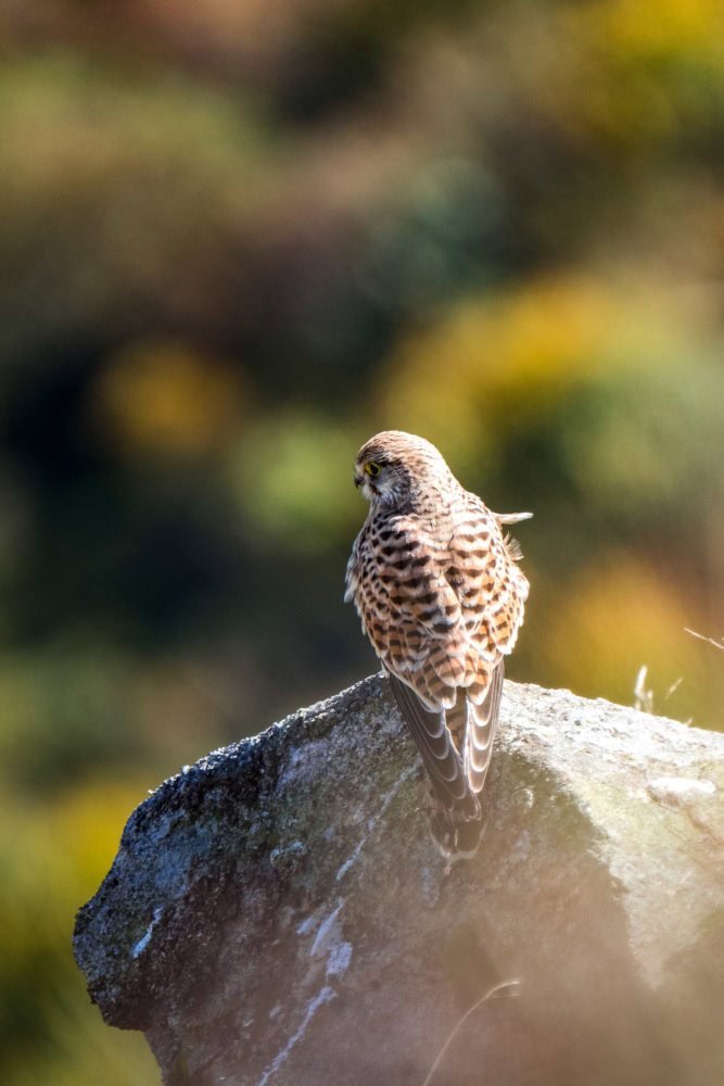 Turmfalke sitzt auf einem Stein
