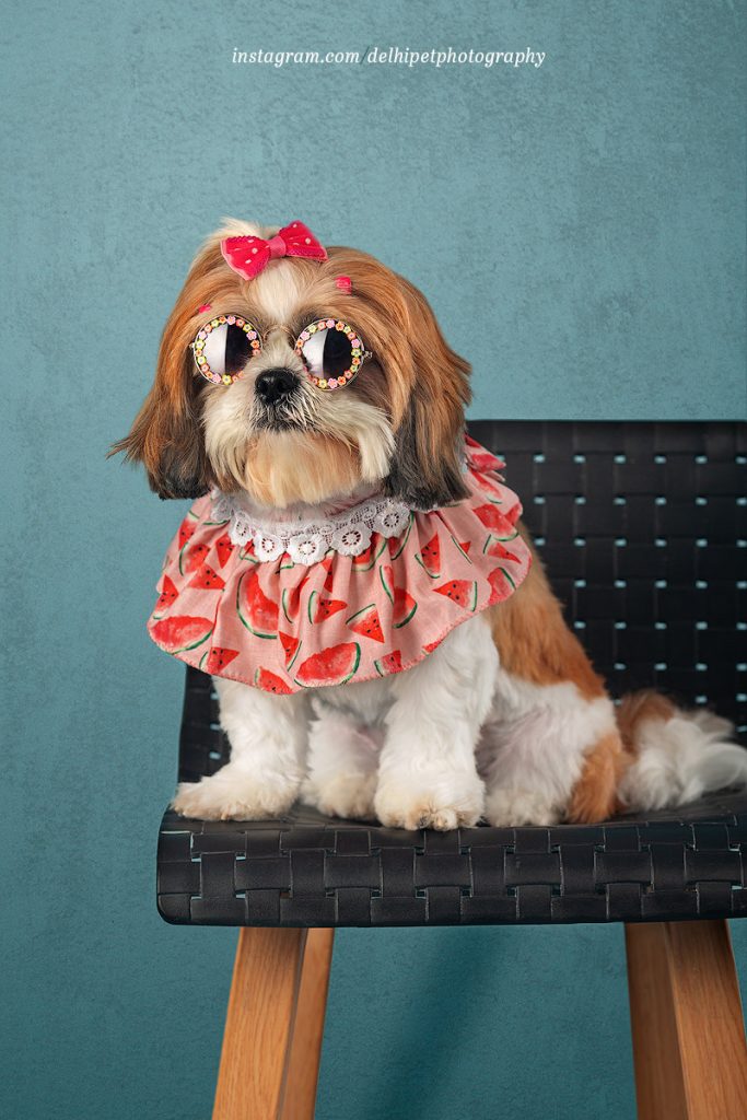 Fun shoot with dog product on Shih tzu dog breed