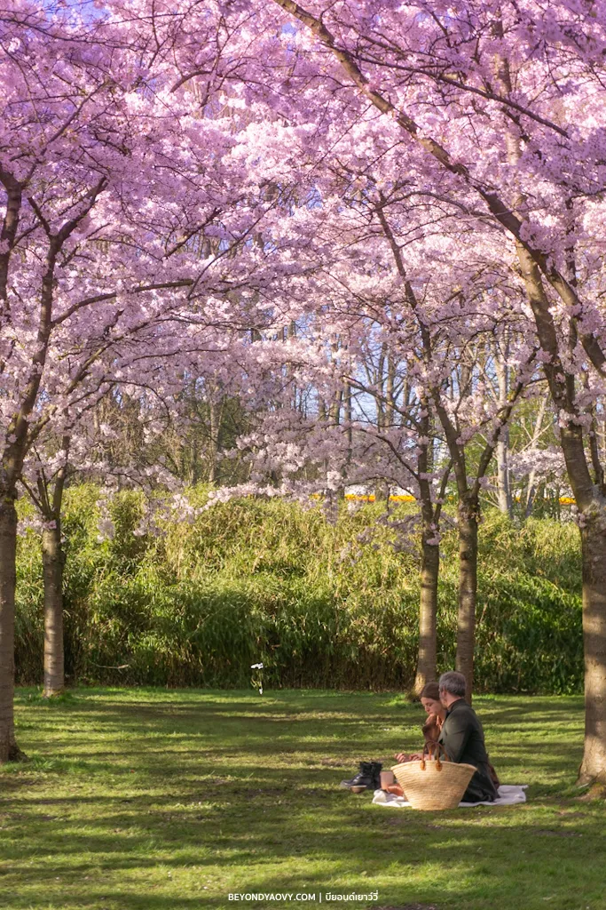 Rich results on Google's SERP when searching for ‘เรื่องน่ารู้ก่อนไปเที่ยวอัมสเตอร์ดัม’, ‘เที่ยวอัมสเตอร์ดัม (Amsterdam)’, เที่ยวอัมสเตอร์ดัม’, ‘Amsterdam’, ‘อัมสเตอร์ดัม การเดินทาง’, ‘อัมสเตอร์ดัมท่องเที่ยว’, ‘อัมสเตอร์ดัม สถานที่ท่องเที่ยว’, ‘พิพิธภัณฑ์ในอัมสเตอร์ดัม’, and ‘วางแผนเที่ยวอัมสเตอร์ดัม’