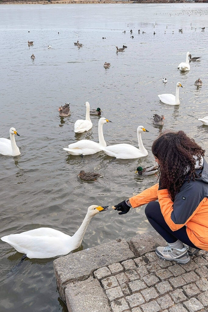 Feeding the swans on Lake Tjörnin in Reykjavik
