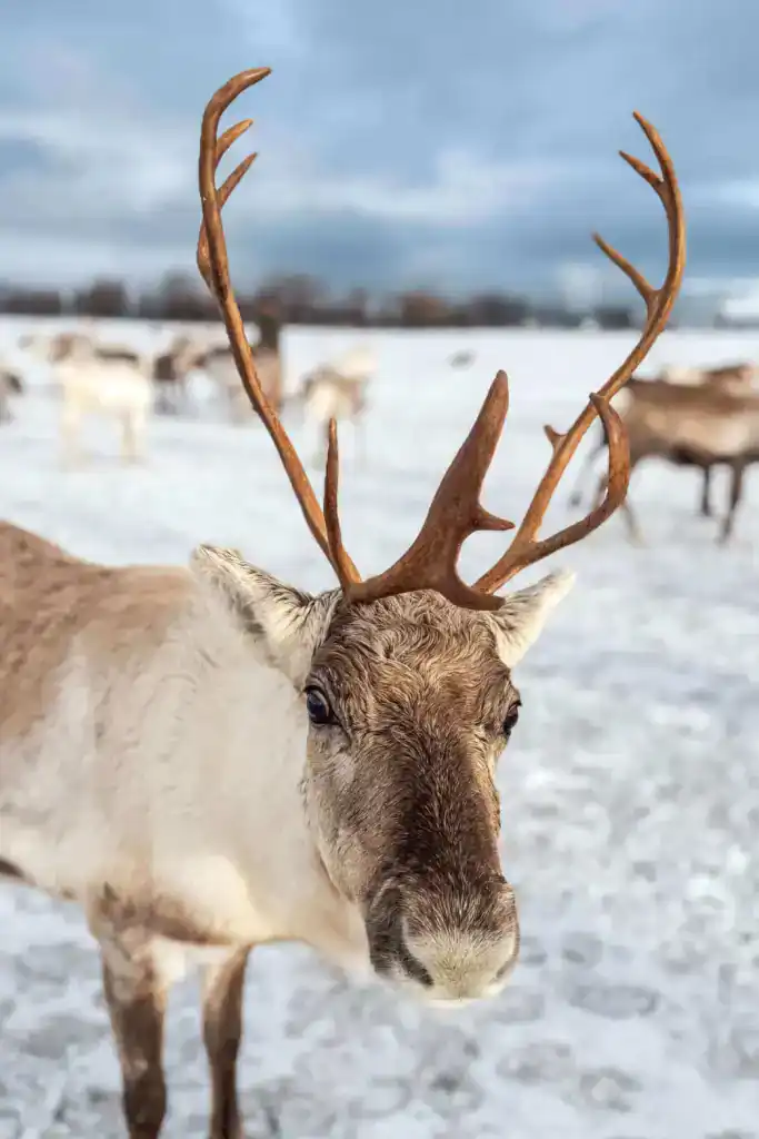 An adorable reindeer with a big face looking at us