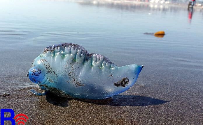 Fragata Portuguesa