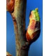 Herbiolys Μαύρο Φραγκοστάφυλο 50 ml - Image 2