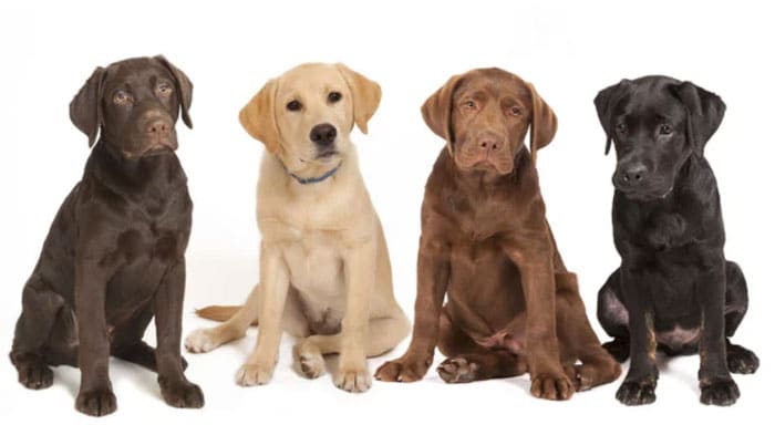 Labrador Retriever different colors