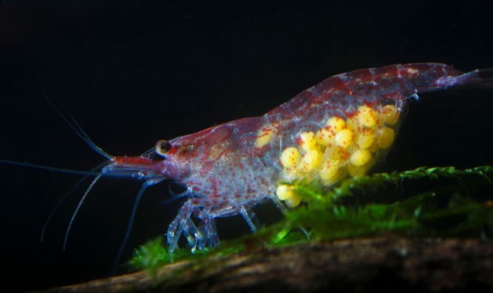 Cherry Shrimp Breeding