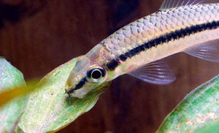 Siamese Algae Eater eating algae