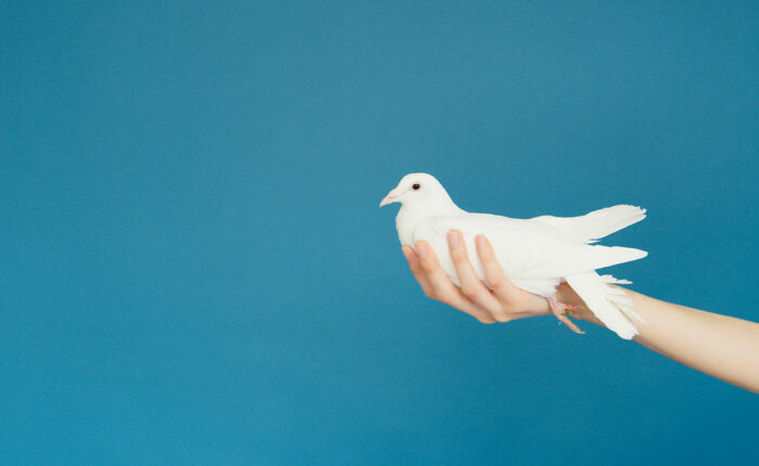 Eine Hand hält eine weiße Taube vor blauem Hintergrund.