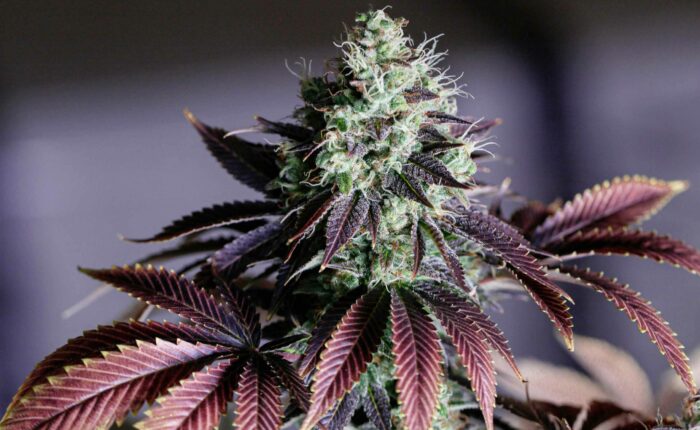 Cannabis-Pflanze mit Blüte