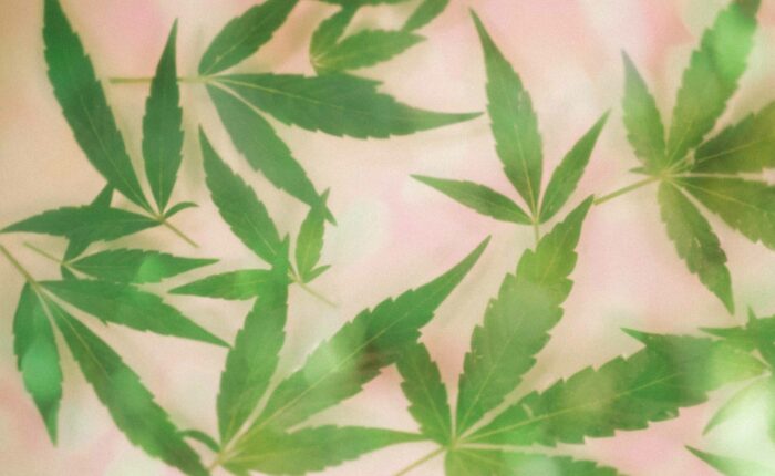 Analoge Fotografie Cannabis-Blätter