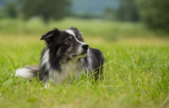 border collie lab mix borador