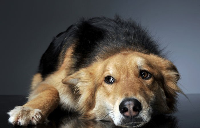Coconut medicine for dogs