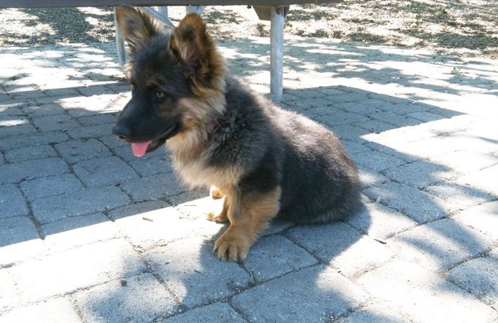 Corgi German Shepherd mix dog