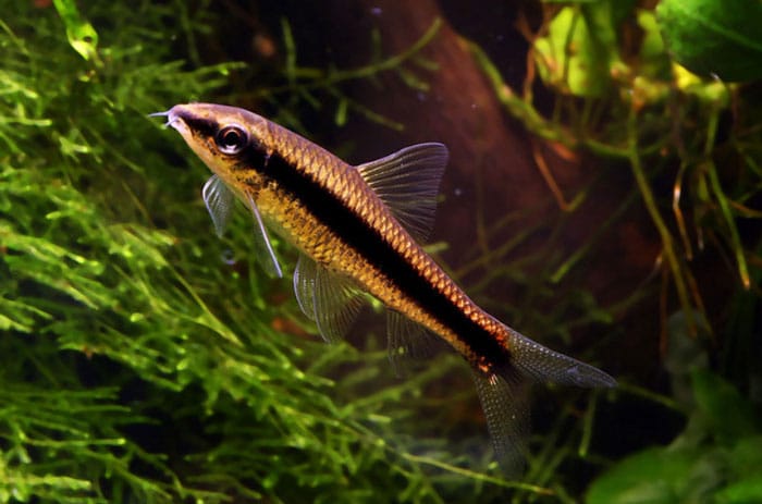 Siamese Algae Eater lighting