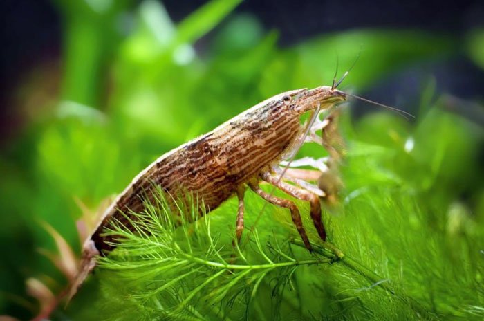 Bamboo Shrimp on plant