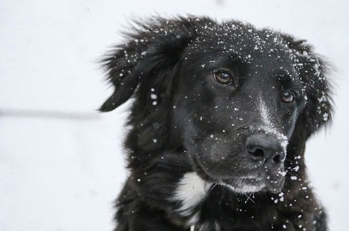Border Collie Lab mix breed dog