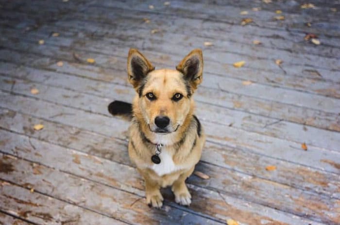 corgi german shepherd mix