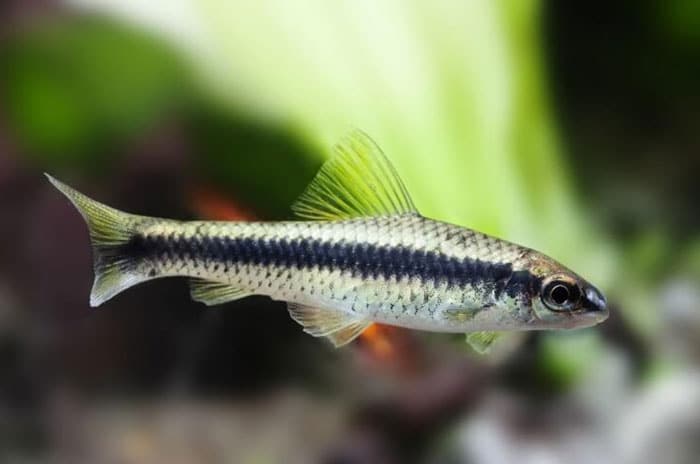 Siamese Algae Eater (SAE)