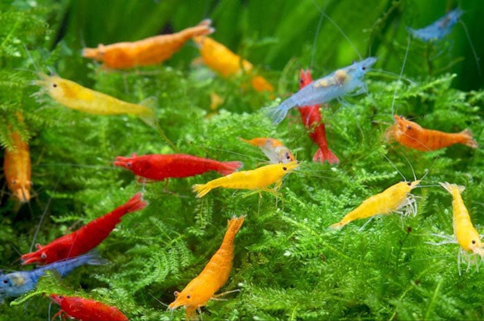 Cherry Shrimp Colors