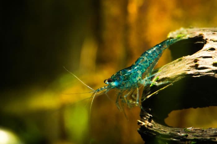 Blue Velvet Cherry Shrimp