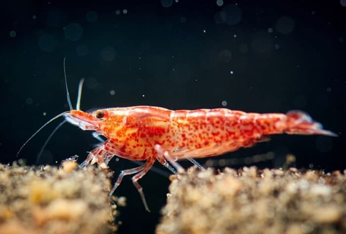 Cherry Shrimp photo