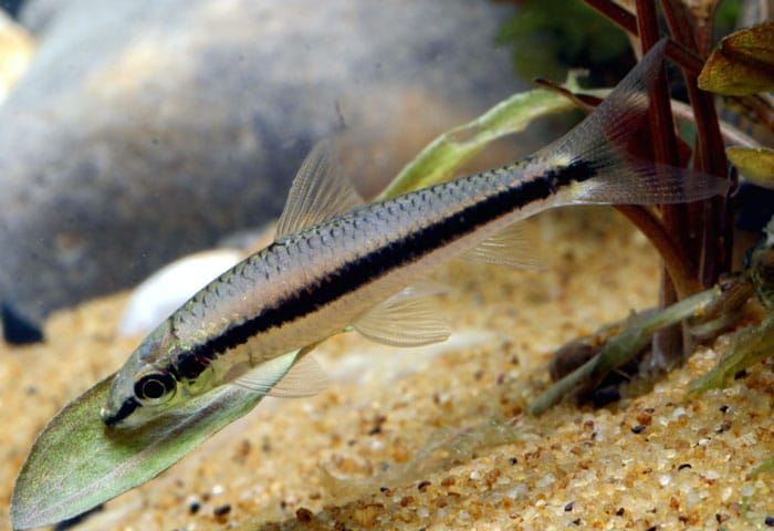 Siamese Algae Eater plants