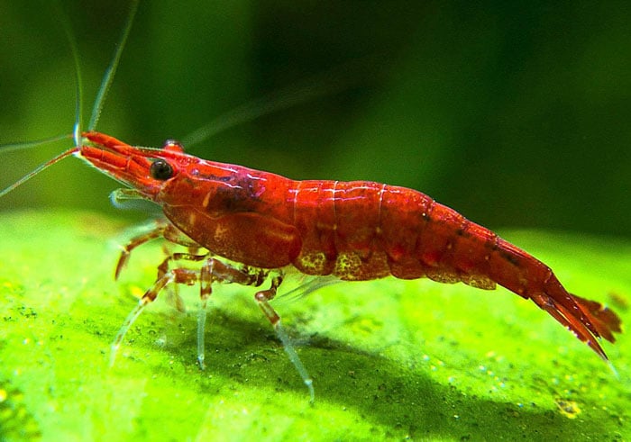 Red Cherry Shrimp