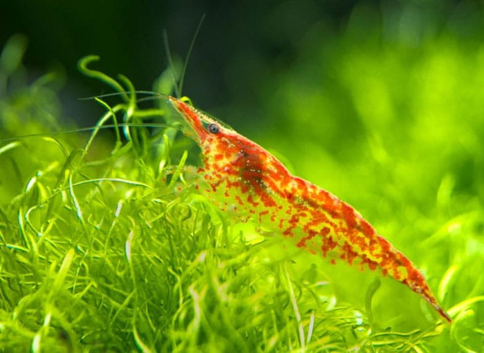 Cherry Shrimp