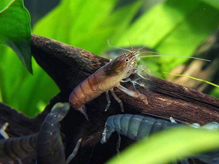 Vampire shrimps