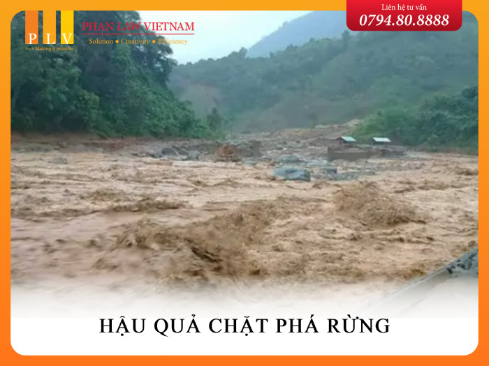 Nguyên nhân, hậu quả của việc chặt phá rừng