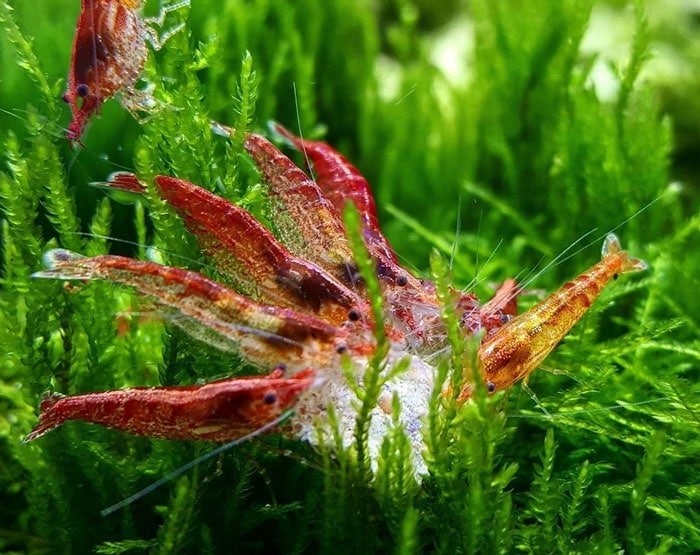 Cherry Shrimp Feeding