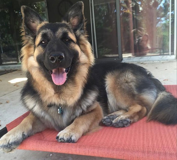 Corgi German Shepherd dog mix