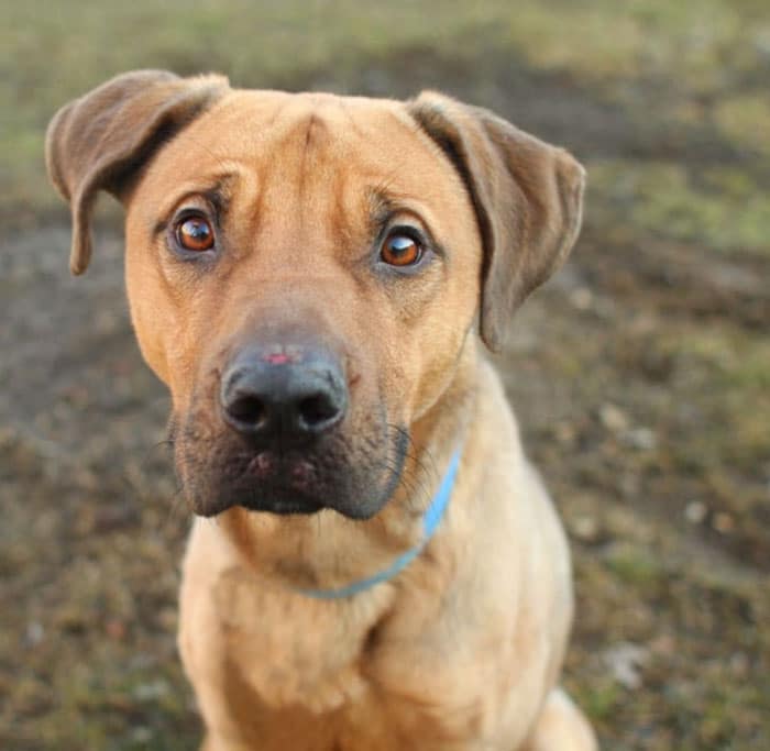 German Shepherd Pitbull mix puppy