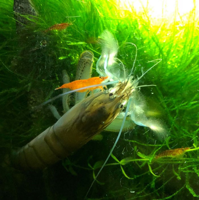 Vampire Shrimp with Cherry Shrimps