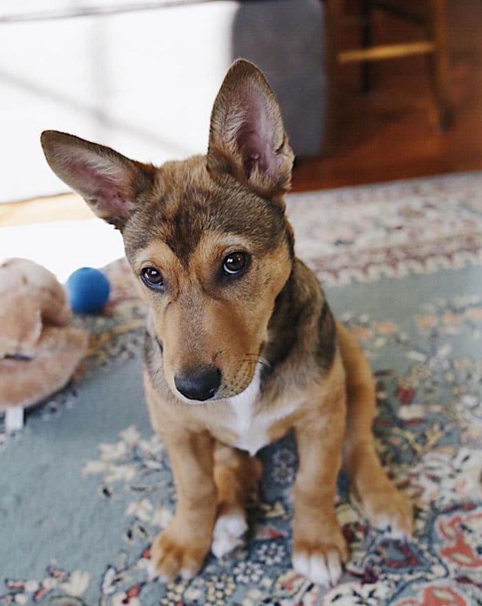 corman corgi german shepherd designer dog mix