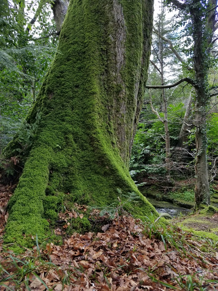 Game of thrones filming locations in northern ireland, tollymore forest