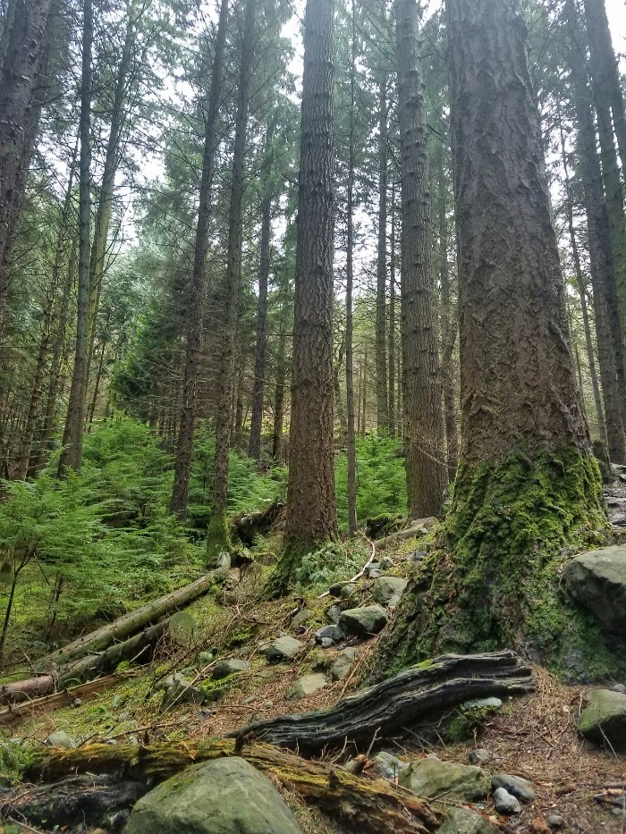 Game of thrones filming locations in northern ireland, tollymore forest