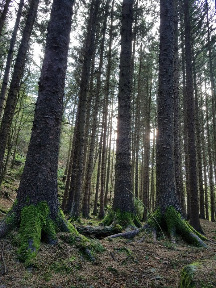 Game of thrones filming locations in northern ireland, tollymore forest