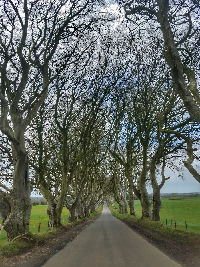 Game of thrones filming locations in northern ireland, dark hedges, kingsroad