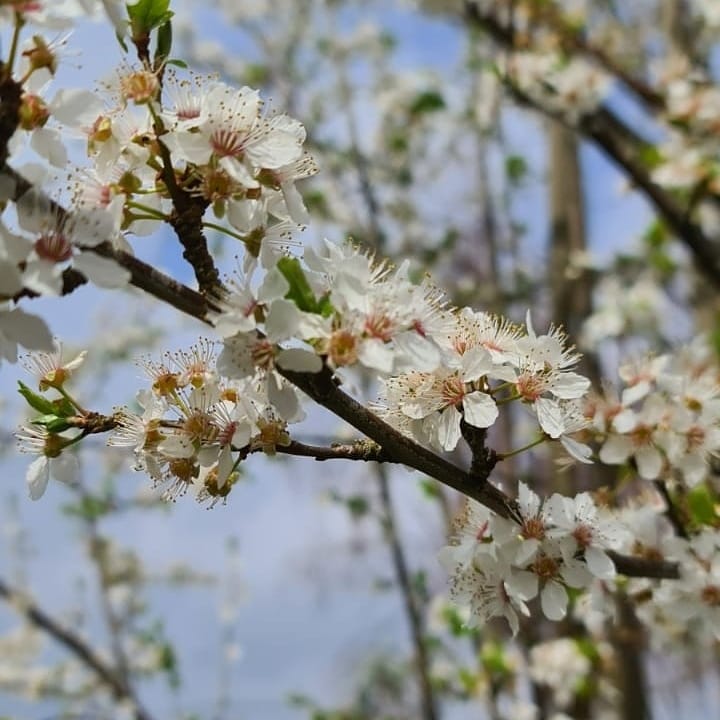 Horticulture_3