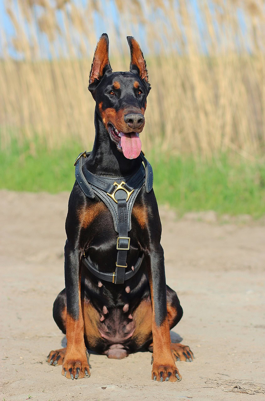 Choosing the best dog collars