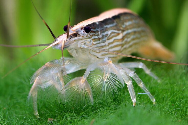 Bamboo Shrimp
