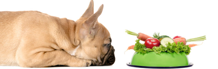 The best dog food