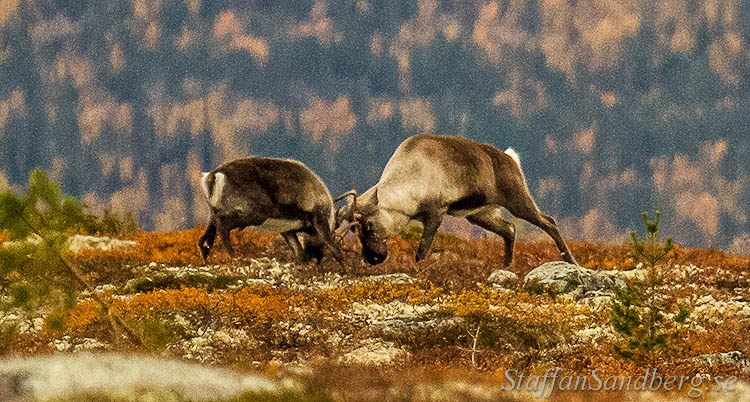Stångande renar.