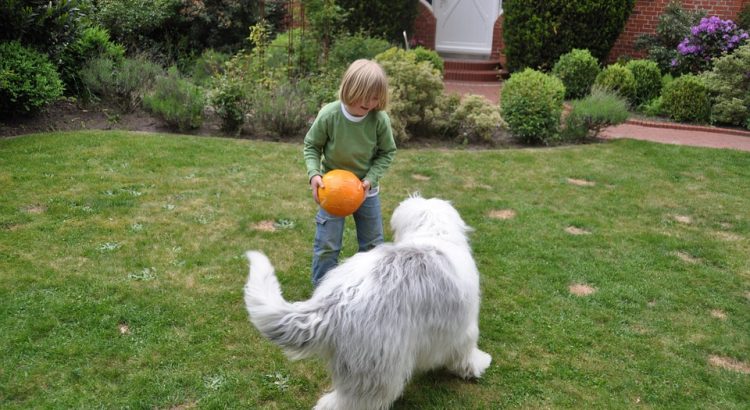 Best Wireless Dog Fence System