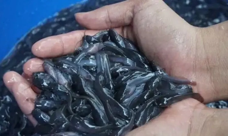 Bibit ikan lele, Sumber: rri.co.id
