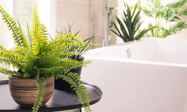 Tanaman penghilang bau kamar mandi, Sumber: herzindagi.info